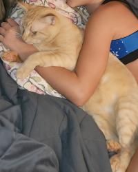 Lost Male Cat last seen Hawks Landing, Ruskin, FL 33570