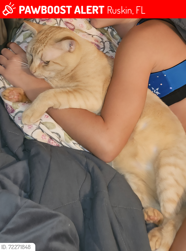 Lost Male Cat last seen Hawks Landing, Ruskin, FL 33570