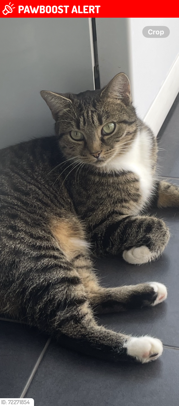 Lost Female Cat last seen Beckenham/Elmers End, Greater London, England BR3