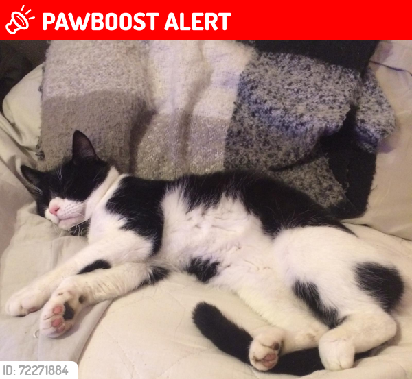 Lost Male Cat last seen Putnoe , Bedford, England MK41 0AG