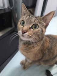 Lost Female Cat last seen Speed way in town center is nearest landmark. Last seen off Page ave and Forrest Ave in lebanon, Lebanon, TN 37087