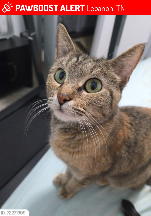 Lost Female Cat last seen Speed way in town center is nearest landmark. Last seen off Page ave and Forrest Ave in lebanon, Lebanon, TN 37087