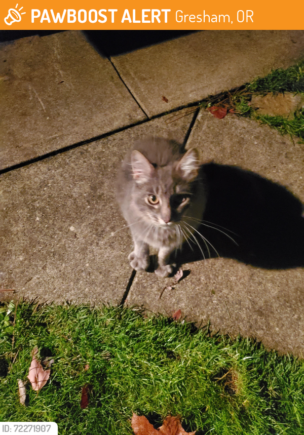 Found/Stray Female Cat last seen Foster , Gresham, OR 97080