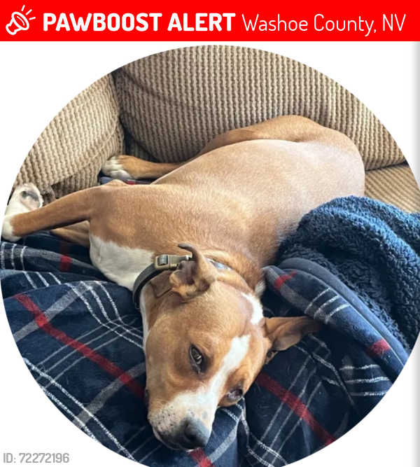 Lost Female Dog last seen Winters Creek Lane and 395 South by Davis Creek Park, Washoe County, NV 89704