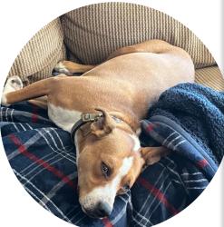 Lost Female Dog last seen Winters Creek Lane and 395 South by Davis Creek Park, Washoe County, NV 89704