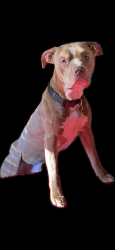 Lost Male Dog last seen Near ka ha Alda trail, Hopkins, SC 29061