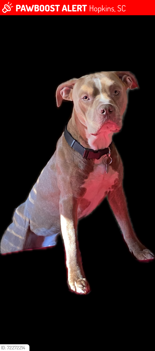 Lost Male Dog last seen Near ka ha Alda trail, Hopkins, SC 29061