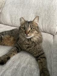 Lost Female Cat last seen Stagecoach Ave, off Pennsylvania & 1st, Fruitland, ID 83619