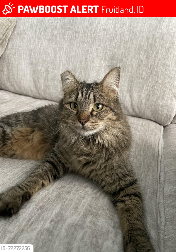 Lost Female Cat last seen Stagecoach Ave, off Pennsylvania & 1st, Fruitland, ID 83619