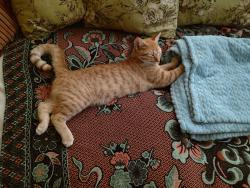 Lost Male Cat last seen Transmitter and Game Farm Rd, Panama City, FL 32404