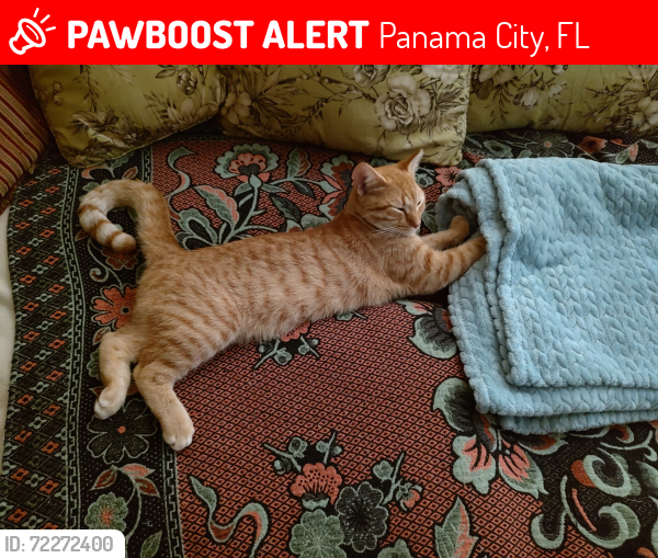 Lost Male Cat last seen Transmitter and Game Farm Rd, Panama City, FL 32404