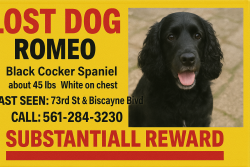 Lost Male Dog last seen 79th and Biscayne , Miami, FL 33138