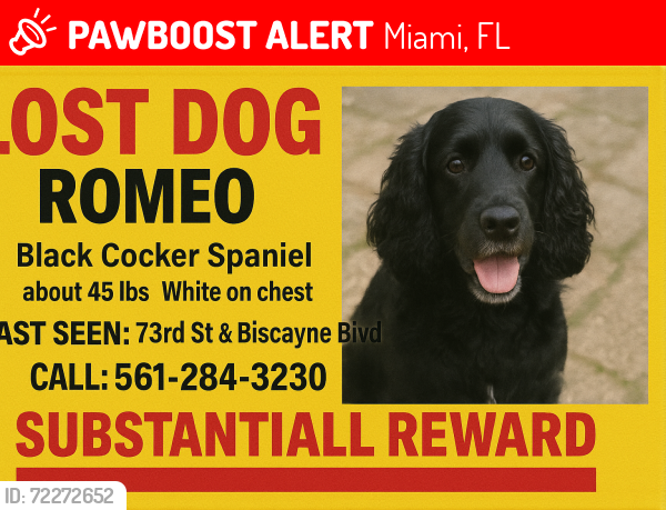 Lost Male Dog last seen 79th and Biscayne , Miami, FL 33138