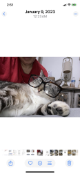 Lost Male Cat last seen Hausman , San Antonio, TX 78249