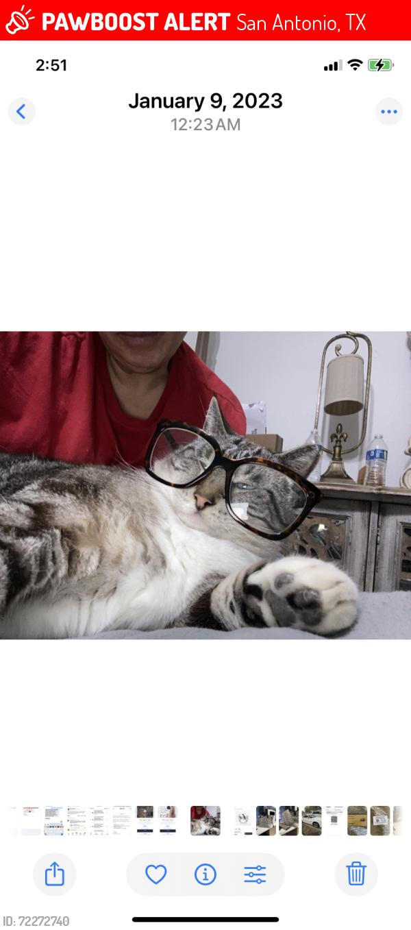 Lost Male Cat last seen Hausman , San Antonio, TX 78249