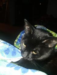 Lost Male Cat last seen Behind bristol hospital , Bristol, TN 37620