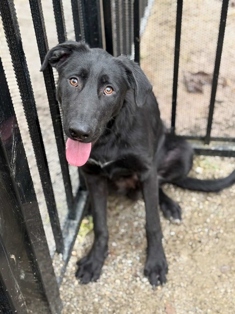 Jurupa Valley, CA Lost Male Dog, Bobby Is Missing | PawBoost