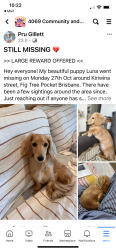 Lost Female Dog last seen Near Aldi’s Kenmore Rd , Kenmore, QLD 
