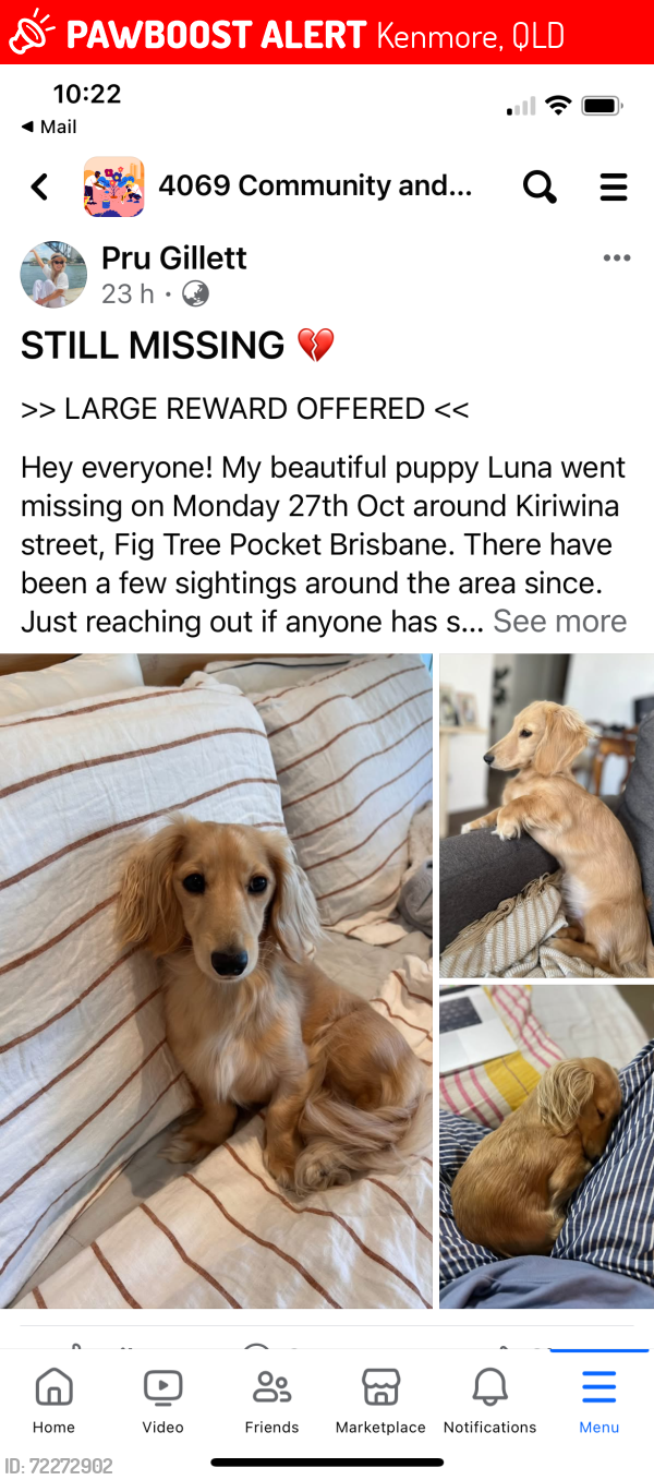 Lost Female Dog last seen Near Aldi’s Kenmore Rd , Kenmore, QLD 