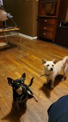 Lost Male Dog last seen Forest Hill Rd/ north macon area , Bibb County, GA 31210