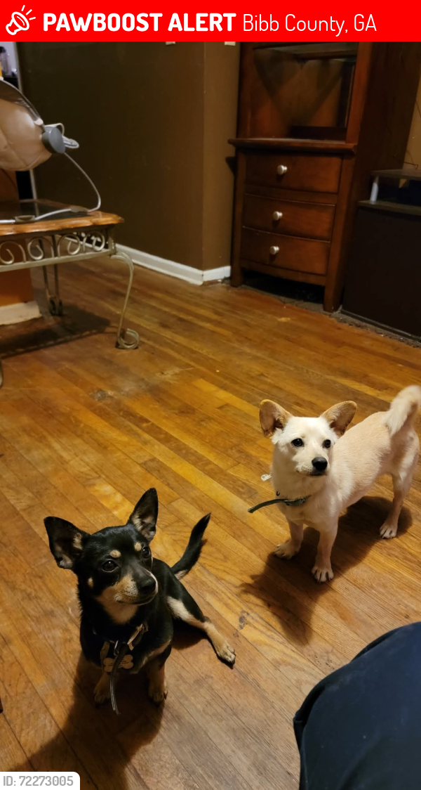 Lost Male Dog last seen Forest Hill Rd/ north macon area , Bibb County, GA 31210