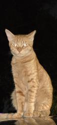 Lost Male Cat last seen Cypress point west , Clearwater, FL 33763