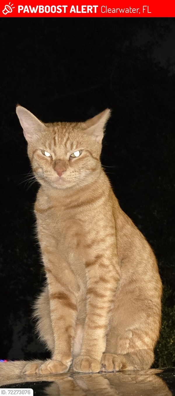 Lost Male Cat last seen Cypress point west , Clearwater, FL 33763