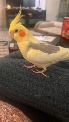 Lost Female Bird last seen She flew towards the courthouse on mission , South San Francisco, CA 94080