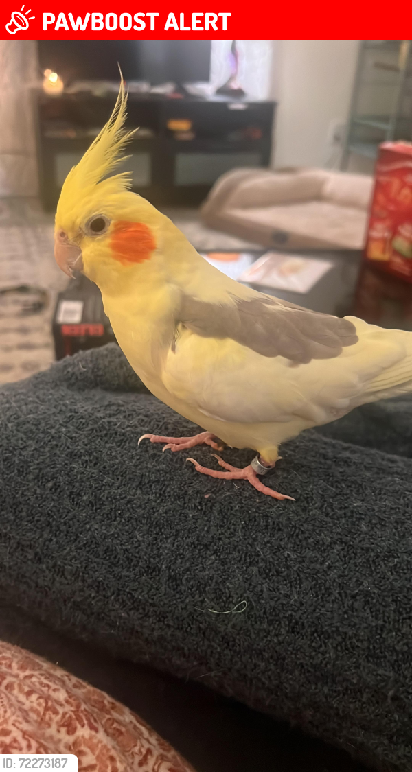 Lost Female Bird last seen She flew towards the courthouse on mission , South San Francisco, CA 94080