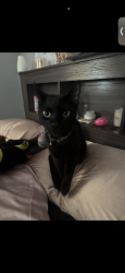 Lost Male Cat last seen Near e old willow rd prospect heights , Prospect Heights, IL 60070