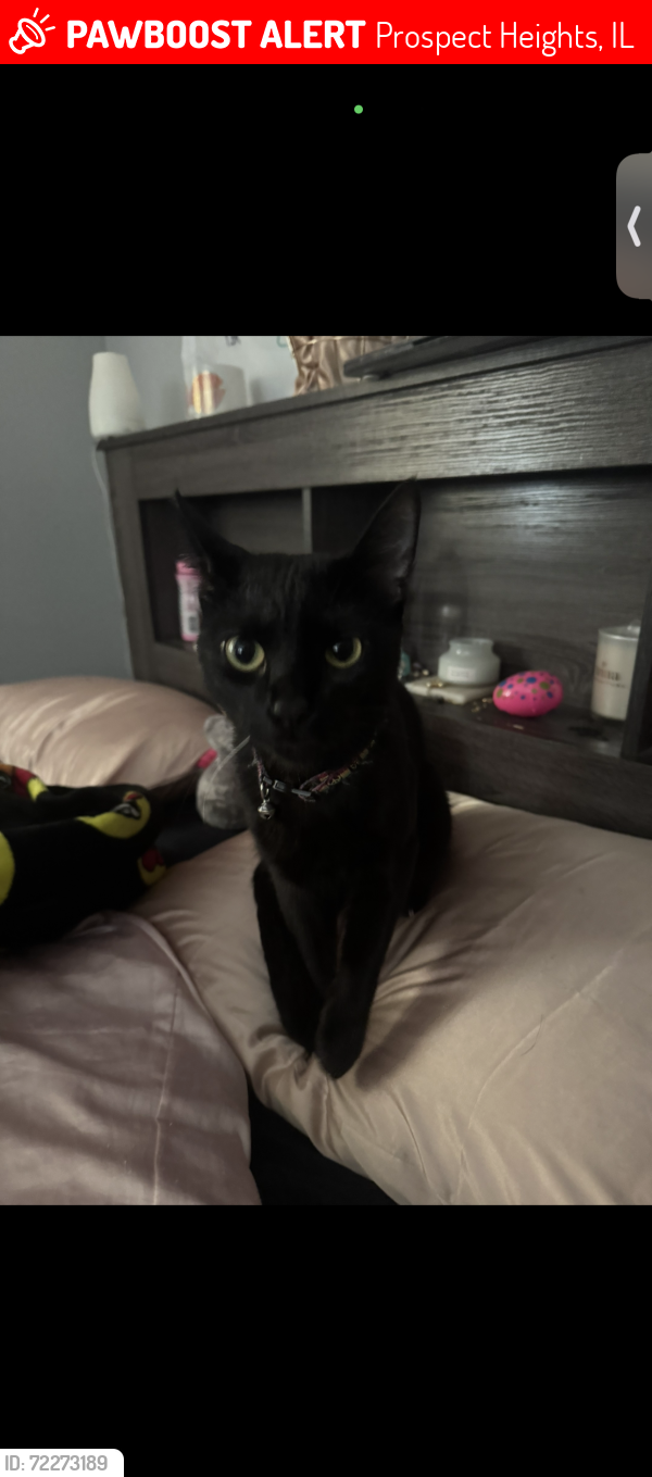 Lost Male Cat last seen Near e old willow rd prospect heights , Prospect Heights, IL 60070