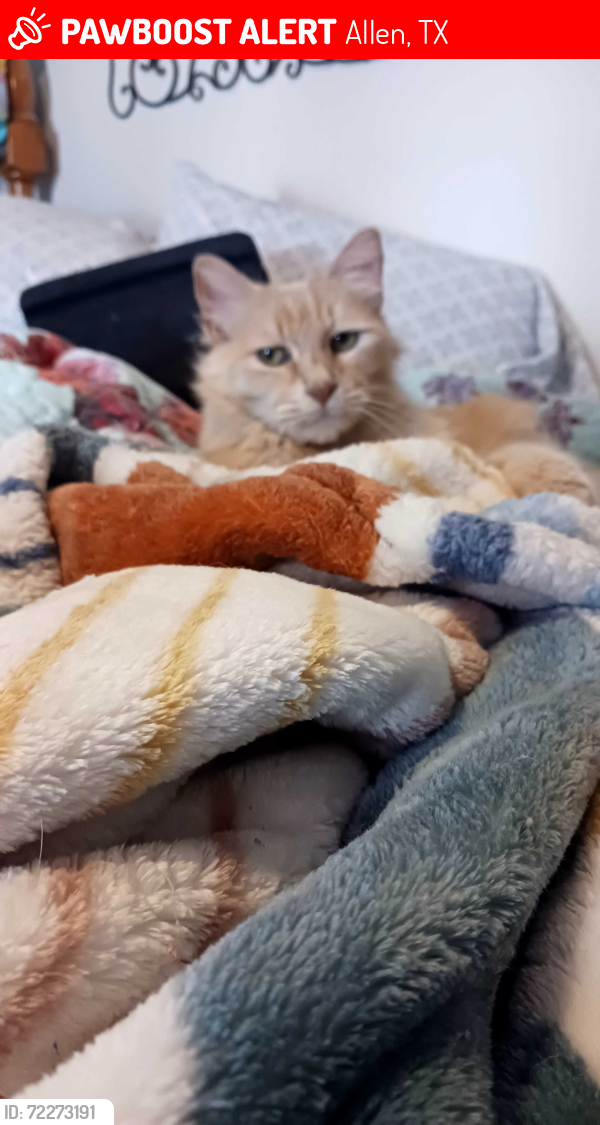 Lost Male Cat last seen Bethany & Hanover, Allen, TX 75013