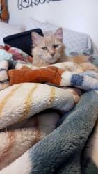 Lost Male Cat last seen Bethany & Hanover, Allen, TX 75013