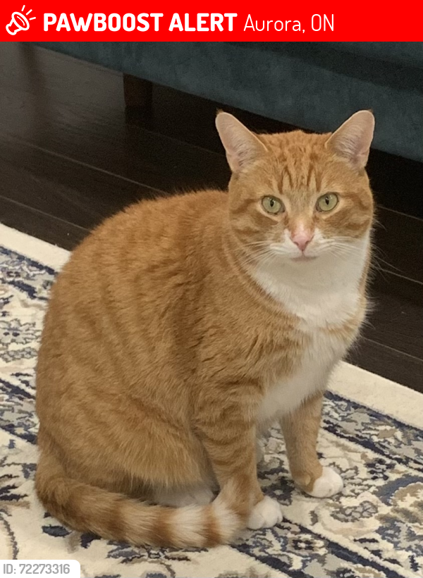 Lost Male Cat last seen Murray drive, Aurora, ON 