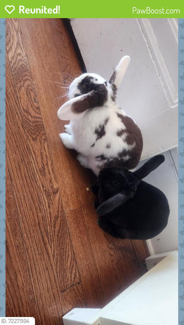 Point Boston Rabits Reunited Male Rabbit in Pawtucket, RI 02860 (ID: 72271104) | PawBoost