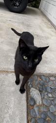 Lost Male Cat last seen Redlands university, Redlands, CA 92374