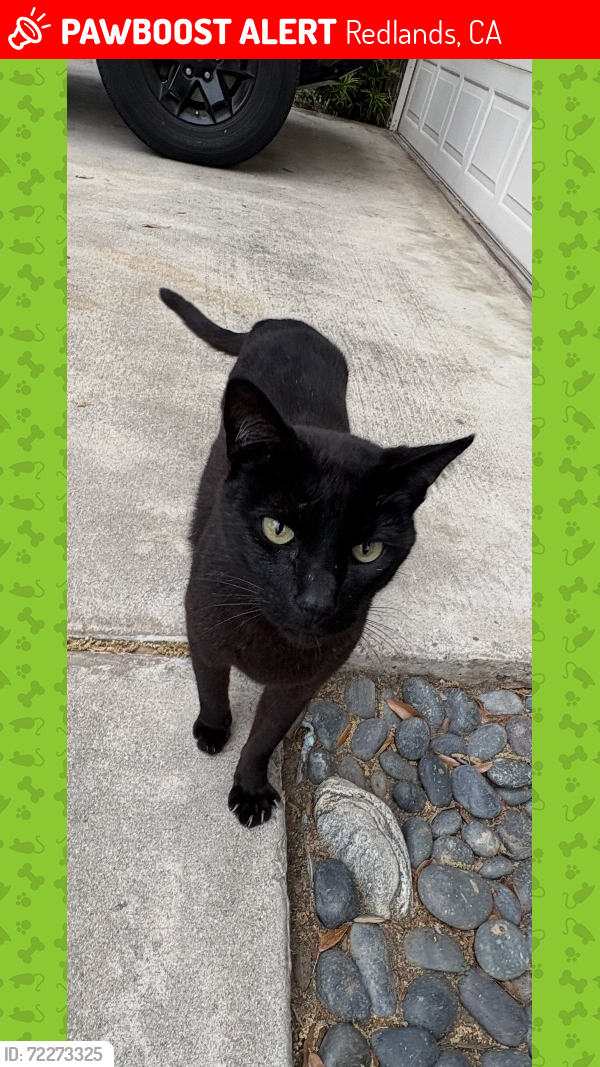 Lost Male Cat last seen Redlands university, Redlands, CA 92374