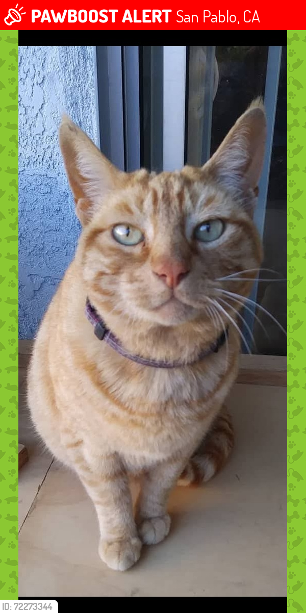 Lost Female Cat last seen Near 20th St. , San Pablo, CA 94806