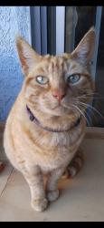 Lost Female Cat last seen Near 20th St. , San Pablo, CA 94806