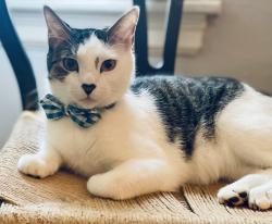 Lost Male Cat last seen Belmont Rd and East Park, Tallahassee, FL 32301