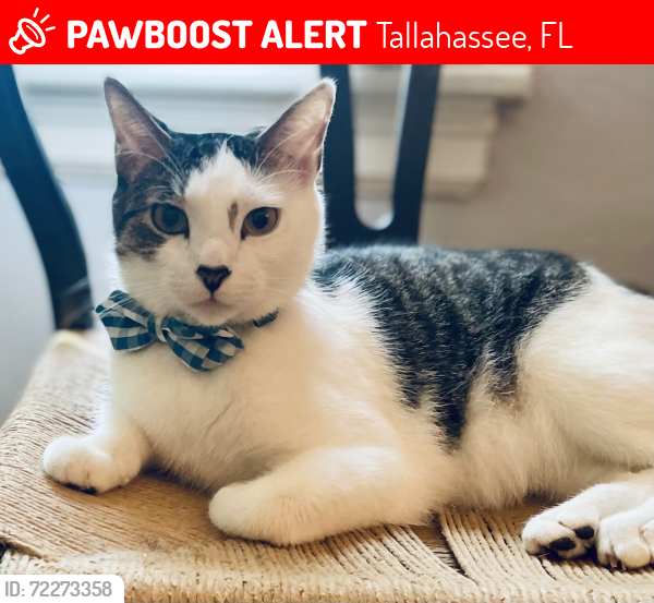Lost Male Cat last seen Belmont Rd and East Park, Tallahassee, FL 32301