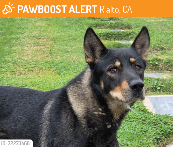 Rialto, CA Stray Male Dog Found Near First St. | PawBoost