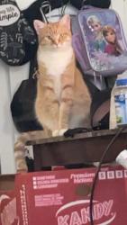 Lost Female Cat last seen Central and louisiana, cinnamon tree apts, Albuquerque, NM 87108