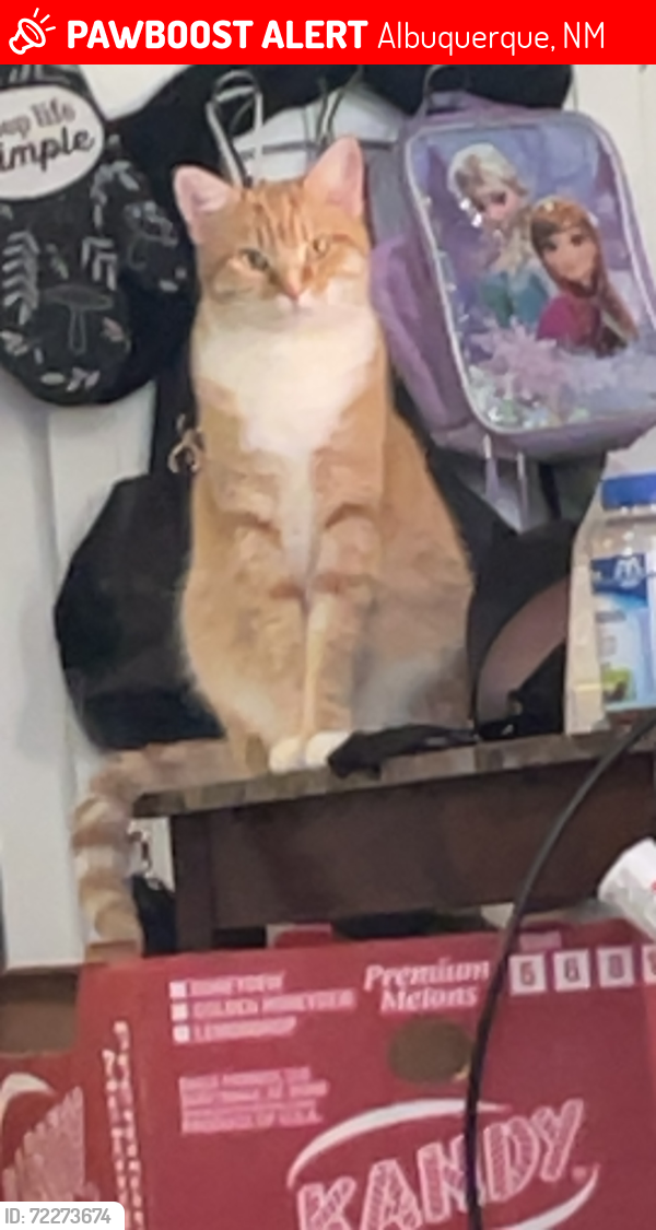 Lost Female Cat last seen Central and louisiana, cinnamon tree apts, Albuquerque, NM 87108