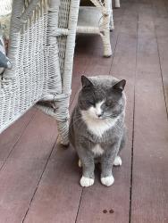 Lost Male Cat last seen Near Hampton Way, South Kingstown, RI 02879