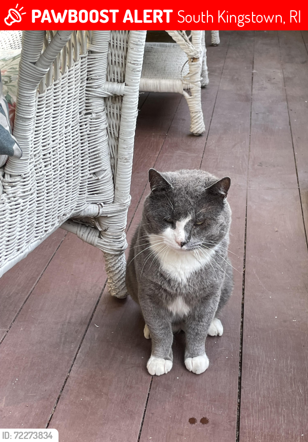 Lost Male Cat last seen Near Hampton Way, South Kingstown, RI 02879