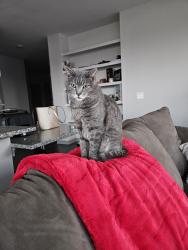 Lost Male Cat last seen Aldi on Memorial Blvd , Murfreesboro, TN 37129