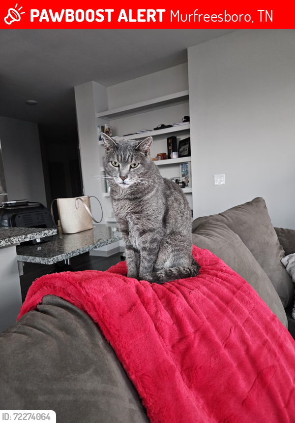 Lost Male Cat last seen Aldi on Memorial Blvd , Murfreesboro, TN 37129