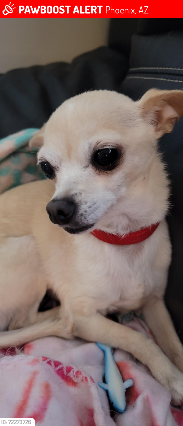 Lost Female Dog last seen 34th Ave and Pershing Ave, Phoenix, AZ 85029
