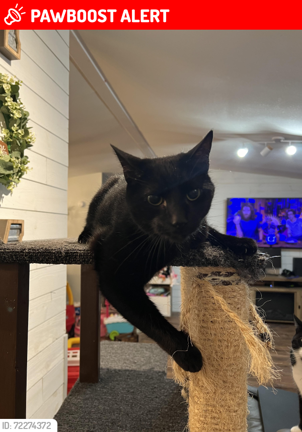 Lost Male Cat last seen Oleta rd and step mill, Henderson County, NC 28792